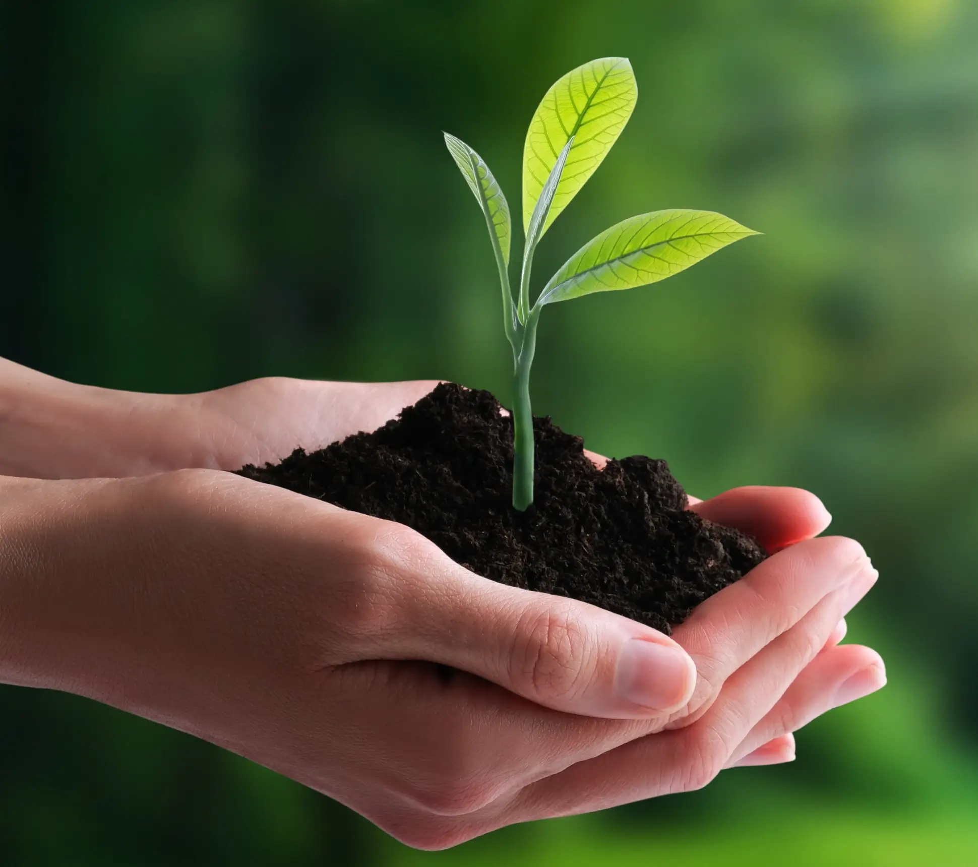 Seedling cradled in soil-filled hands